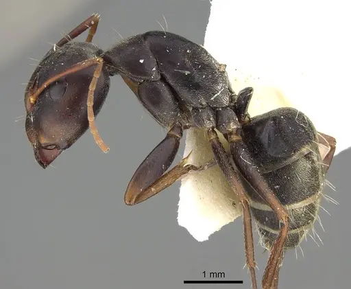 Camponotus flavomarginatus specimen CASENT0922313 image casent0922313_3
