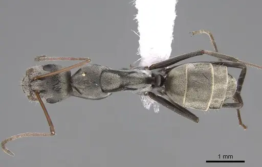 Camponotus flavomarginatus specimen CASENT0922854 image casent0922854_1