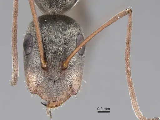 Camponotus flavomarginatus specimen CASENT0922854 image casent0922854_2