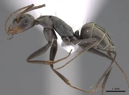 Camponotus flavomarginatus specimen CASENT0922854 image casent0922854_3
