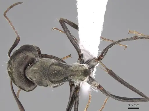 Camponotus flavomarginatus specimen CASENT0922855 image casent0922855_1