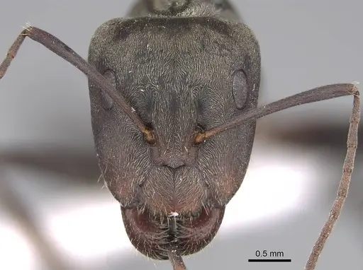 Camponotus flavomarginatus specimen CASENT0922855 image casent0922855_3