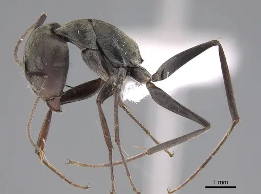 Camponotus flavomarginatus specimen CASENT0922855 image casent0922855_4