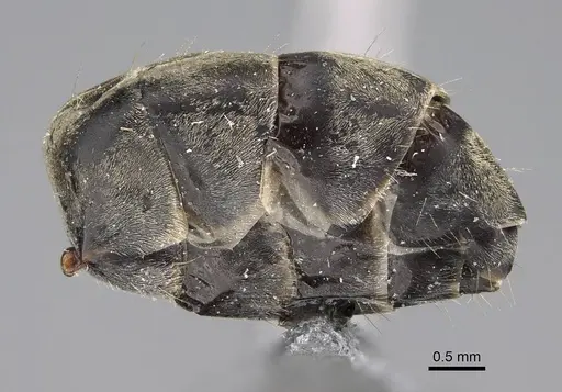 Camponotus flavomarginatus specimen CASENT0922855 image casent0922855_5