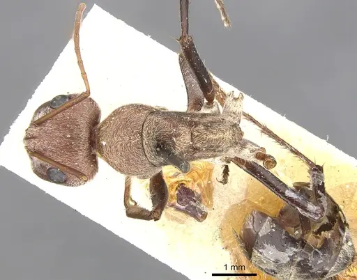 Camponotus fletcheri specimen CASENT0903578 image casent0903578_1