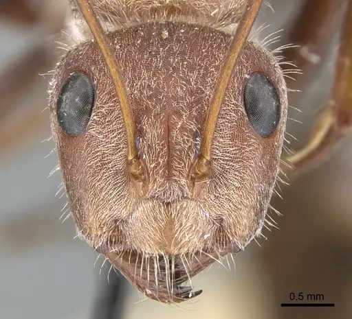 Camponotus fletcheri specimen CASENT0903578 image casent0903578_2