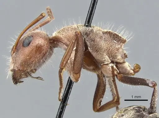 Camponotus fletcheri specimen CASENT0903578 image casent0903578_3