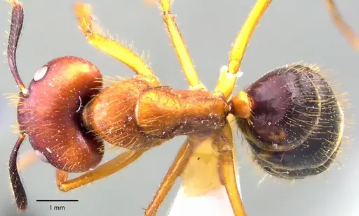 Camponotus floridanus specimen ANTWEB1041695 image antweb1041695_1