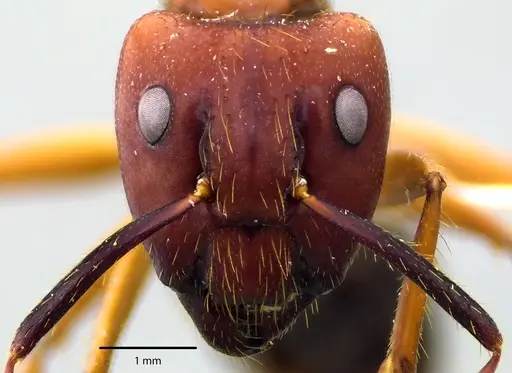 Camponotus floridanus specimen ANTWEB1041695 image antweb1041695_2