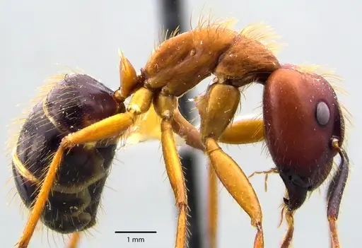Camponotus floridanus specimen ANTWEB1041695 image antweb1041695_3