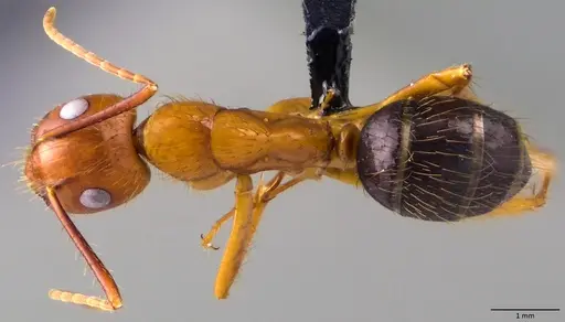 Camponotus floridanus specimen ANTWEB1060070 image antweb1060070_1
