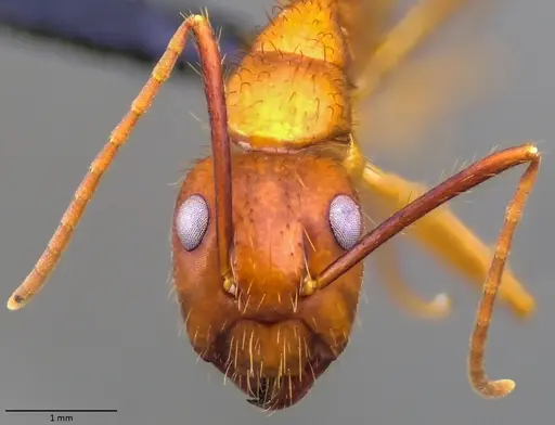 Camponotus floridanus specimen ANTWEB1060070 image antweb1060070_2
