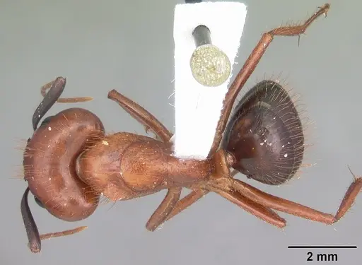 Camponotus floridanus specimen CASENT0103672 image casent0103672_1