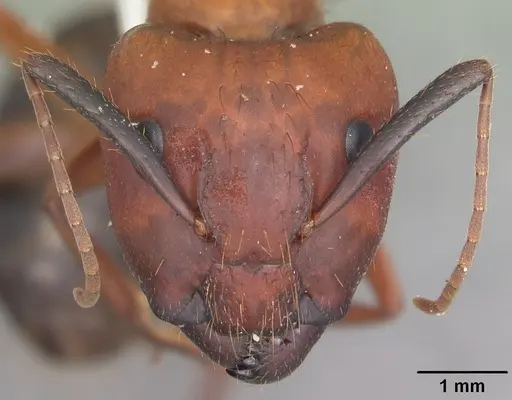 Camponotus floridanus specimen CASENT0103672 image casent0103672_2