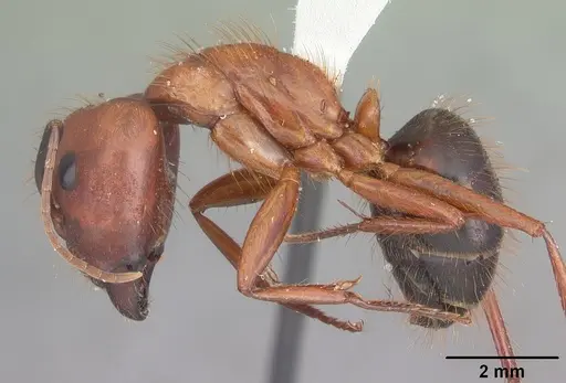 Camponotus floridanus specimen CASENT0103672 image casent0103672_3