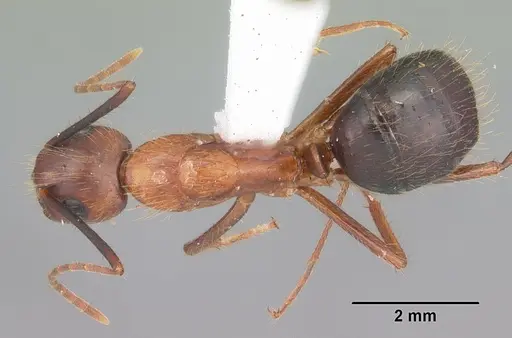 Camponotus floridanus specimen CASENT0103673 image casent0103673_1