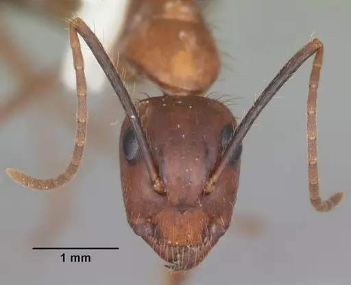 Camponotus floridanus specimen CASENT0103673 image casent0103673_2