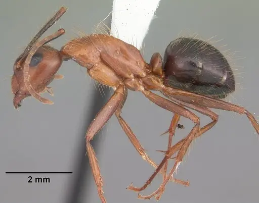 Camponotus floridanus specimen CASENT0103673 image casent0103673_3