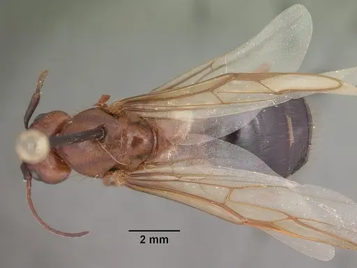 Camponotus floridanus specimen CASENT0103675 image casent0103675_1