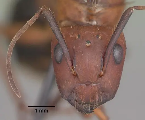 Camponotus floridanus specimen CASENT0103675 image casent0103675_2