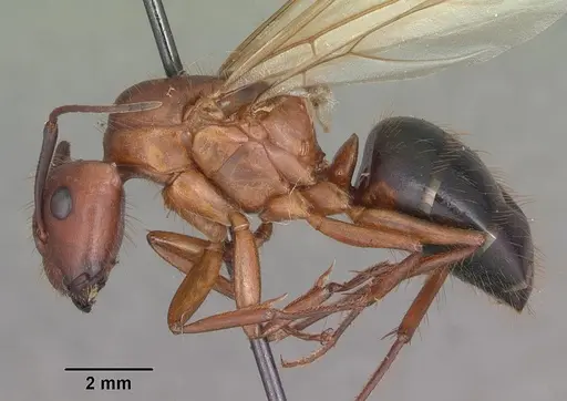 Camponotus floridanus specimen CASENT0103675 image casent0103675_3
