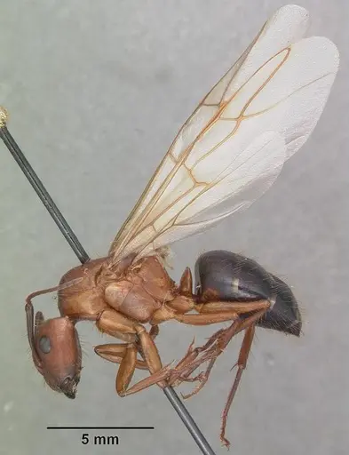 Camponotus floridanus specimen CASENT0103675 image casent0103675_4