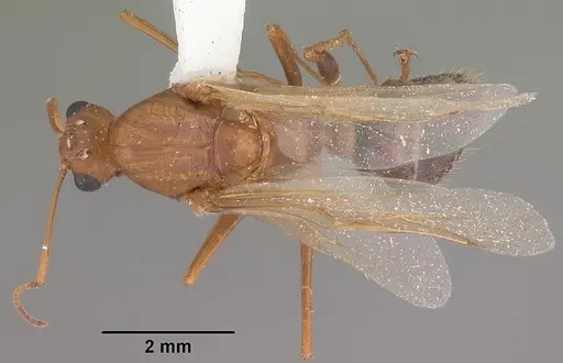 Camponotus floridanus specimen CASENT0103676 image casent0103676_1