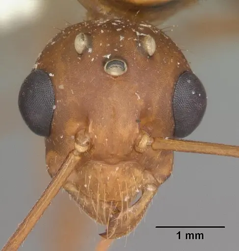 Camponotus floridanus specimen CASENT0103676 image casent0103676_2