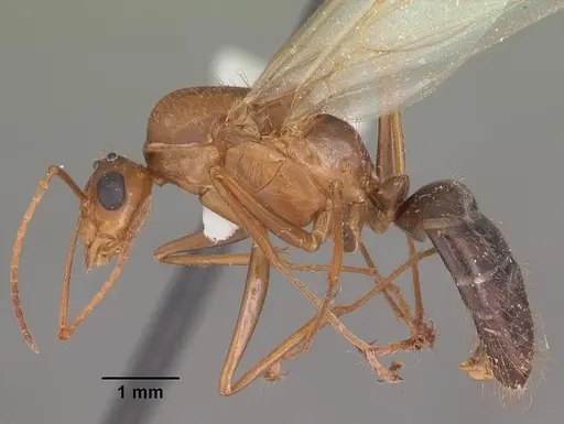 Camponotus floridanus specimen CASENT0103676 image casent0103676_3