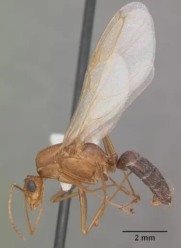 Camponotus floridanus specimen CASENT0103676 image casent0103676_4