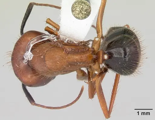 Camponotus floridanus specimen CASENT0104894 image casent0104894_1