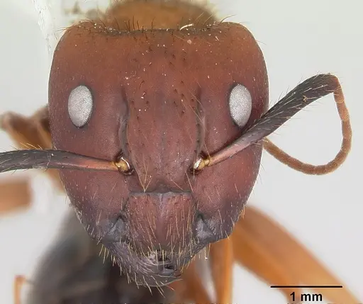 Camponotus floridanus specimen CASENT0104894 image casent0104894_2