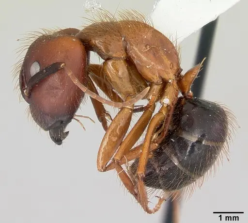 Camponotus floridanus specimen CASENT0104894 image casent0104894_3