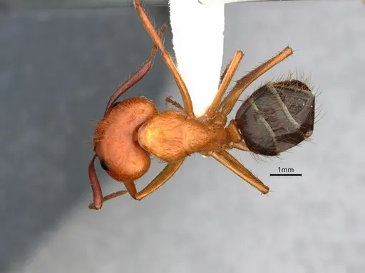 Camponotus floridanus specimen CASENT0842327 image casent0842327_1
