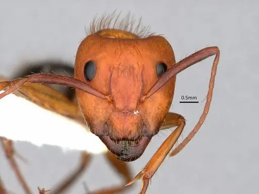 Camponotus floridanus specimen CASENT0842327 image casent0842327_2