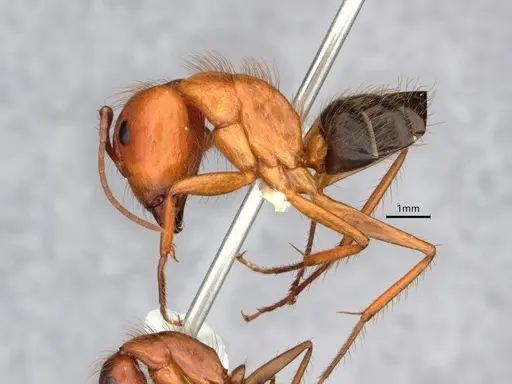 Camponotus floridanus specimen CASENT0842327 image casent0842327_3