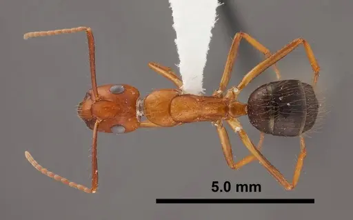 Camponotus floridanus specimen FMNHINS0000062856 image fmnhins0000062856_1