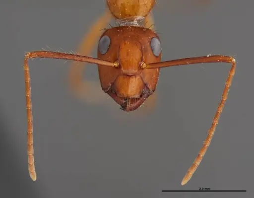 Camponotus floridanus specimen FMNHINS0000062856 image fmnhins0000062856_2