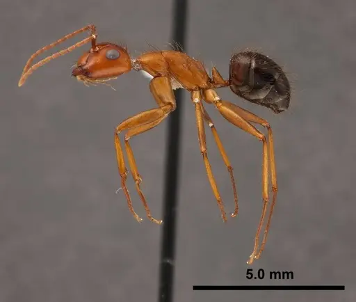 Camponotus floridanus specimen FMNHINS0000062856 image fmnhins0000062856_3