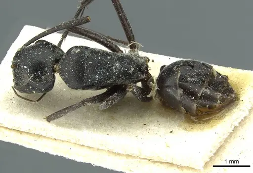 Camponotus florius specimen CASENT0911652 image casent0911652_1