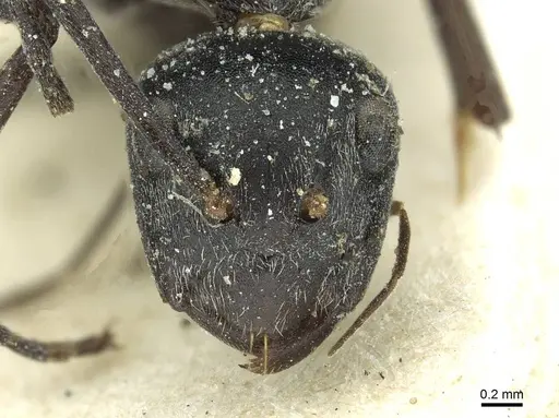 Camponotus florius specimen CASENT0911652 image casent0911652_2