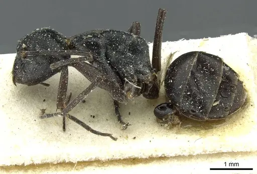 Camponotus florius specimen CASENT0911652 image casent0911652_3