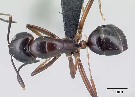 Camponotus foersteri specimen CASENT0003672 image casent0003672_1