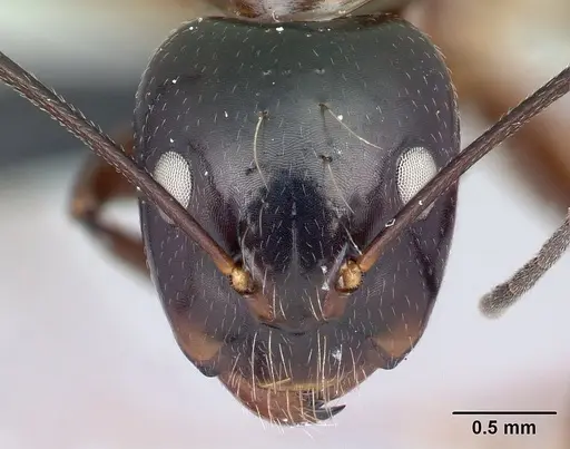 Camponotus foersteri specimen CASENT0003672 image casent0003672_2