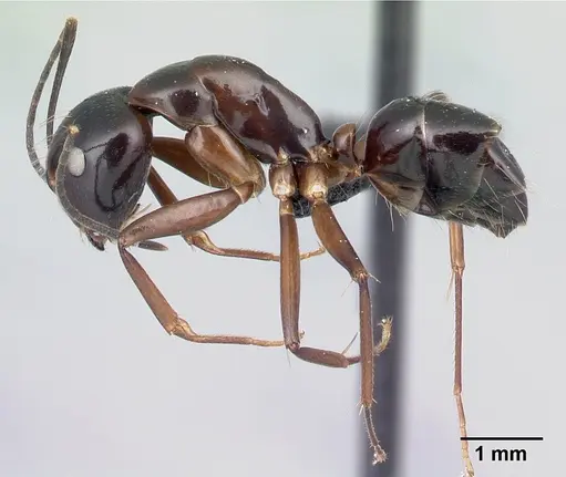 Camponotus foersteri specimen CASENT0003672 image casent0003672_3