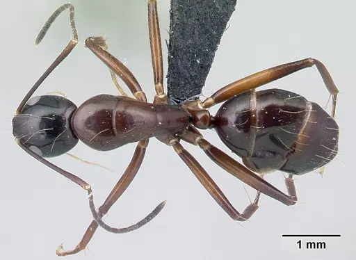 Camponotus foersteri specimen CASENT0003673 image casent0003673_1