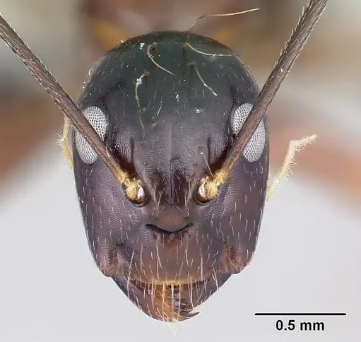 Camponotus foersteri specimen CASENT0003673 image casent0003673_2
