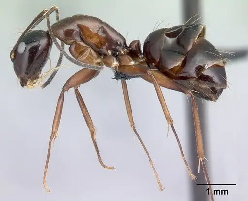 Camponotus foersteri specimen CASENT0003673 image casent0003673_3