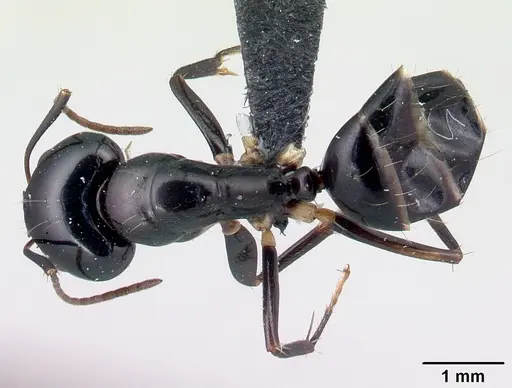 Camponotus foersteri specimen CASENT0052870 image casent0052870_1