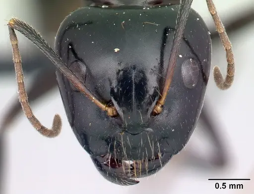 Camponotus foersteri specimen CASENT0052870 image casent0052870_2